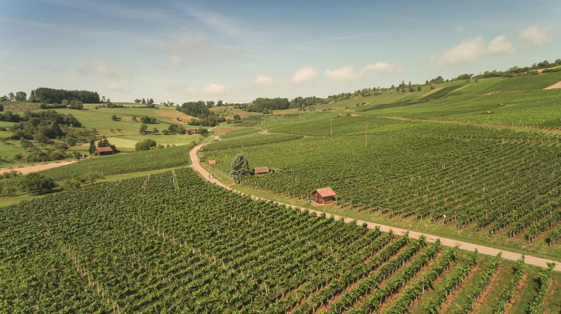 The Vineyards of Blauburgunderland Gallery